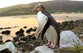 Experience the wildlife – yellow-eyed penguins, fur seals, Hooker's sea lions – all in their natural surroundings.